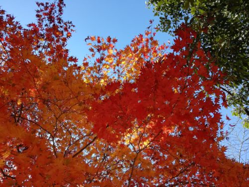 嵐山公園の紅葉２
