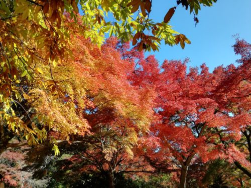 嵐山公園内の紅葉2