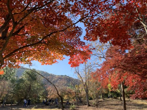 嵐山公園の紅葉１
