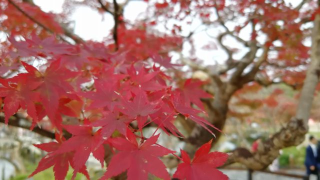 円山公園の紅葉1