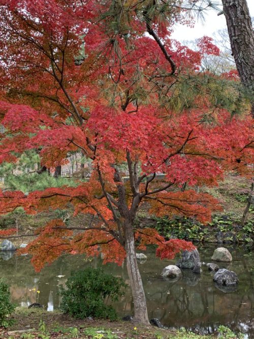 円山公園の紅葉6