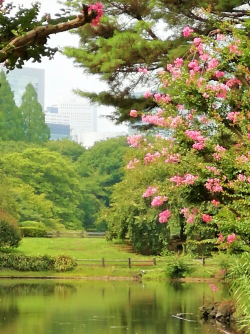 新宿御苑の日本庭園1